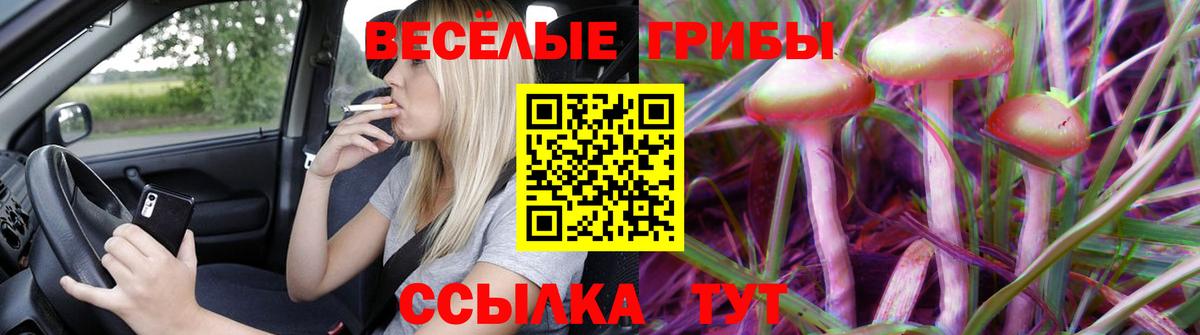 Псилоцибиновые грибы Psilocybe Липецк